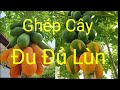 Ghép Cây Đu Đủ Lùn
