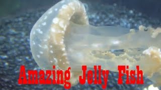 Jellies Exhibit at the Shedd Aquarium