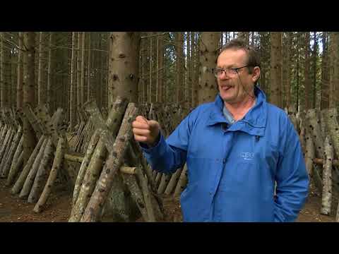 Video: Kādā Vecumā Bērns Var ēst Sēņu Zupu?