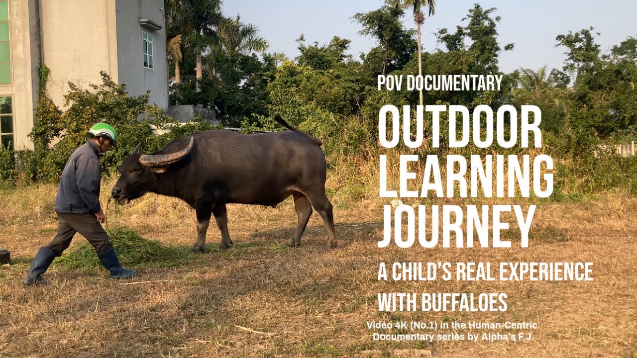 Outdoor Learning Journey | A Child’s Real Experience with Buffaloes (POV Documentary) | Alpha’s F J