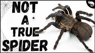 If Tarantulas Are NOT True Spiders, Then What Are They?