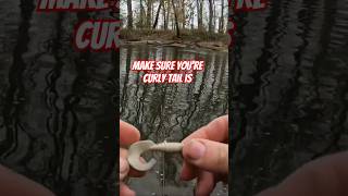 How to Put on a Curly Tail Grub #fishing #crappie