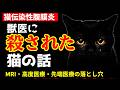 【FIP検査】獣医に殺された猫の話。命がけのMRIは何のためだったのか|第165話@猫伝染性腹膜炎