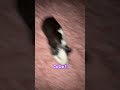 #pets #guineapighome #fy #guineapig #rodent #funny #cute #fypシ