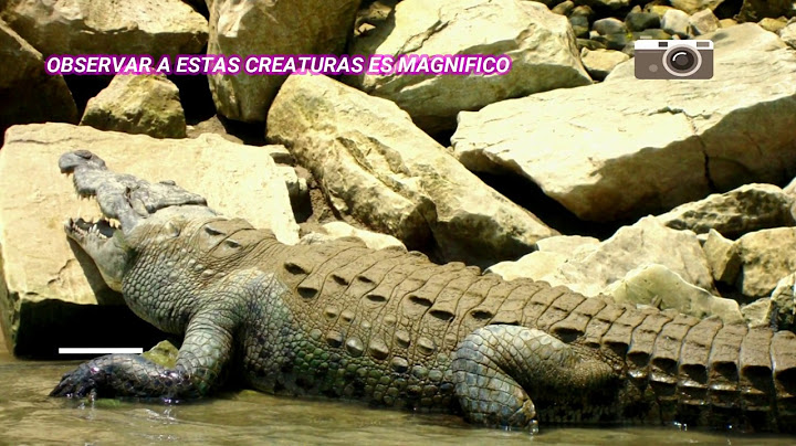 EL IMPONENTE CAÑON DEL SUMIDERO DE CHIAPAS COCODRILOS MÉXICO TRAVELY