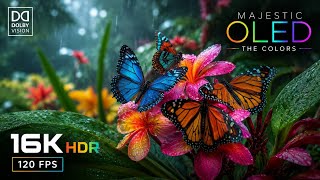 World's Best OLED 16K Video HDR TEST | Dolby Vision | 8K HDR 120FPS (8K/4K Video TV)