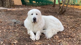 行儀よく慎ましく座すルンルンと中途半端なイタズラを繰り返すアラン　Great Pyrenees　グレートピレニーズ