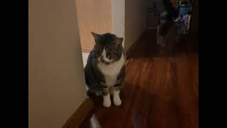 Download Lagu 78599053393  1204BDBC BE15 460C 8D42 0D01C53B13A3 MP3