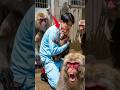 Where is Punch?! The Terrifying Moment Dad Realized She Was GONE #punch #monkey #punchmonkey