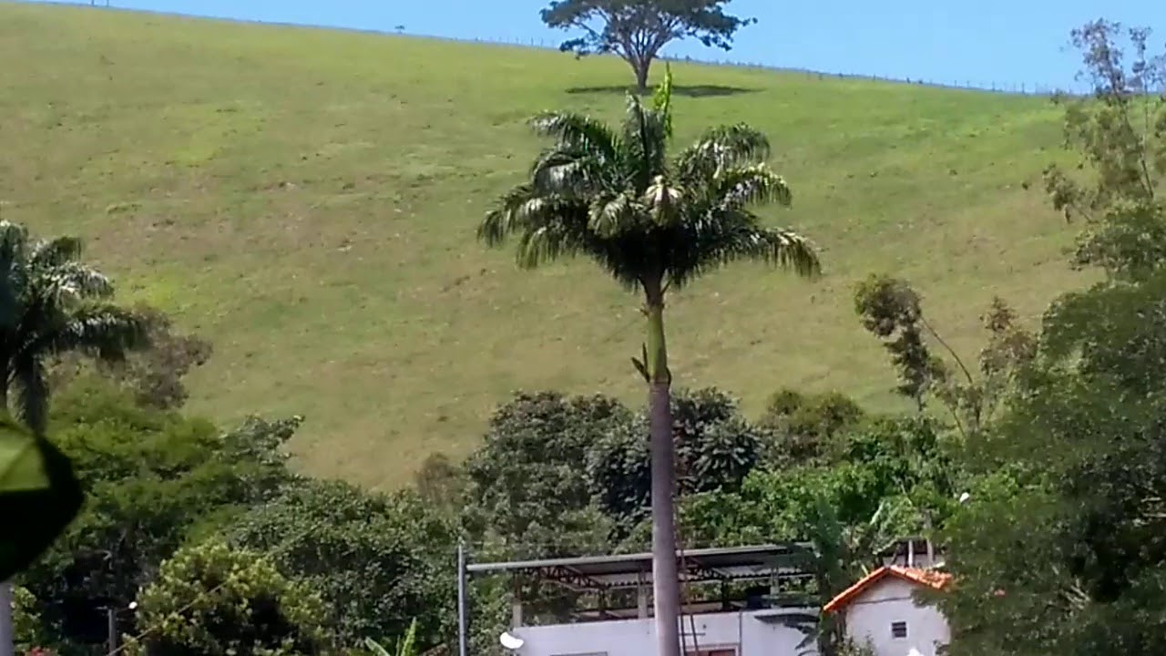 Quanto Tempo Demora Para Crescer Um Coqueiro