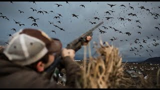 PNW 10 MAN MIXED BAG DUCK HUNT! LIMIT IN 45 MINUTES + EURASIAN WIGEON!