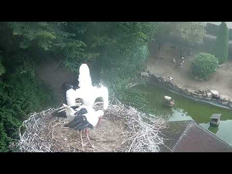 Heddesheim Stork Nest June 28 2024 live cam preview