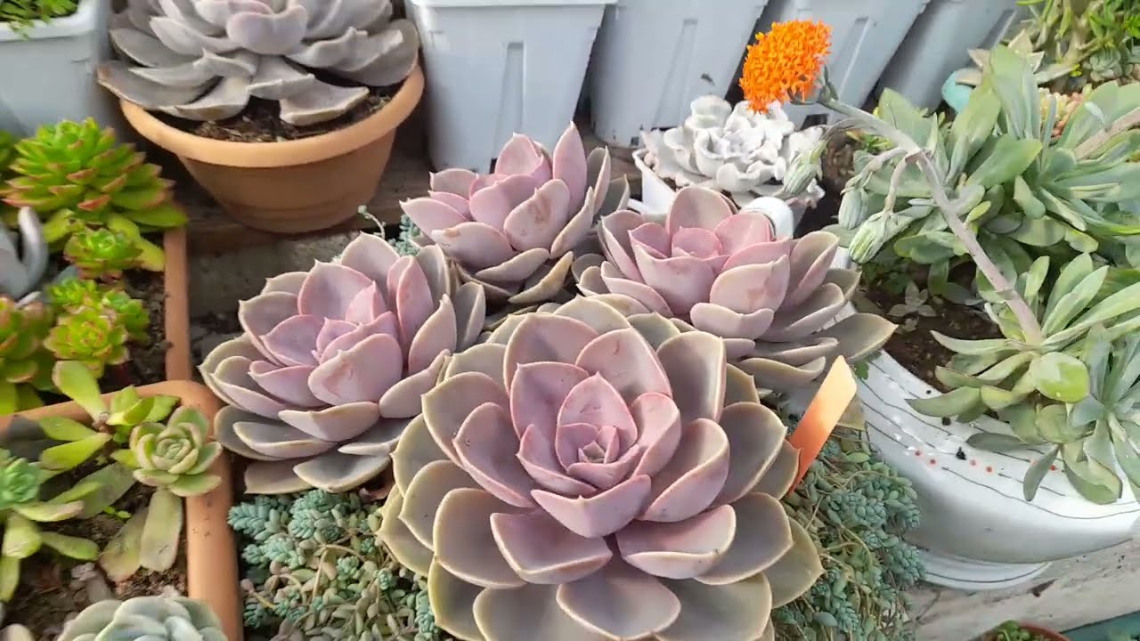 Hatun hanıma neler gidiyor🥰