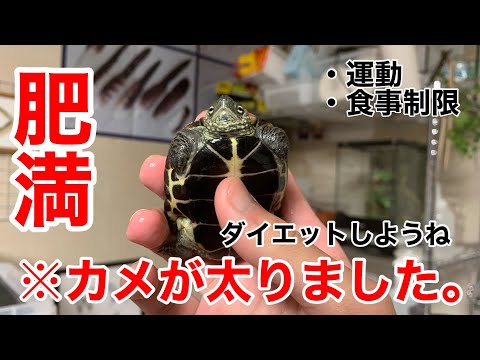 ダイエットかめメジャー❤️ 結びつけ