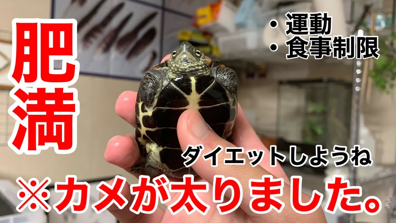 カメ飼育】「カメが太ったのでダイエットしなくてはいけませんね」状態 