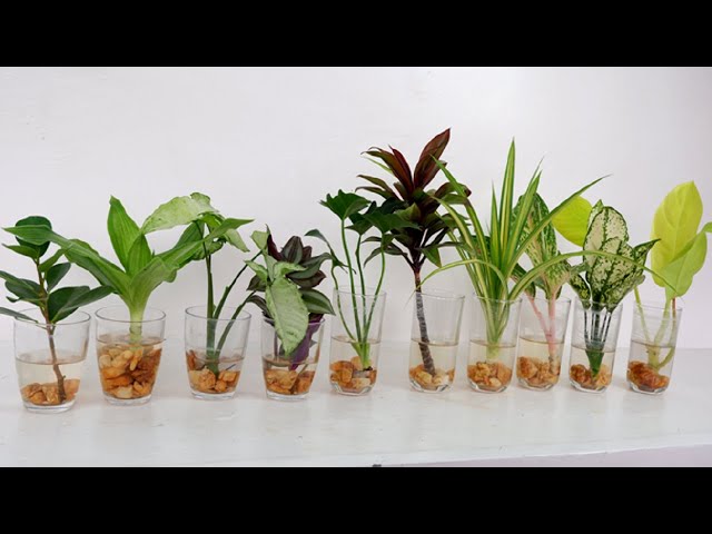 rubber plant indoor Buy Rubber Tree, Rubber Plant, Ficus elastica (Black Prince, Burgundy) main image 1