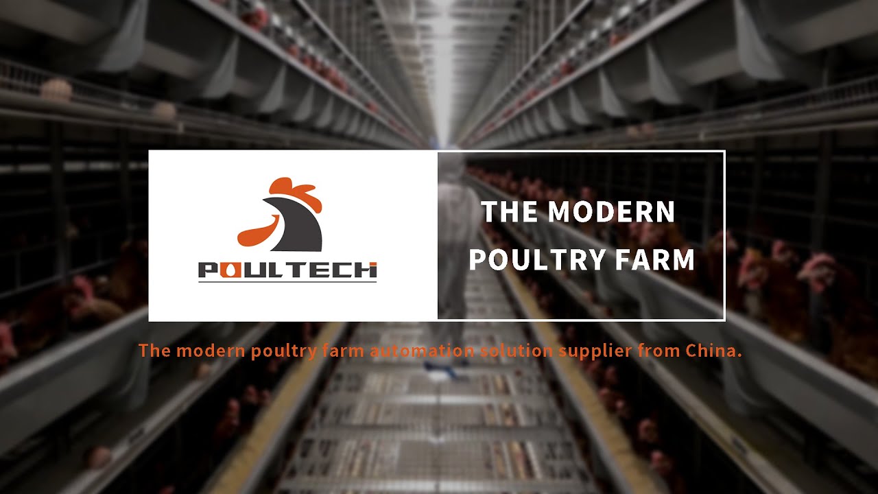 Full automatic breeder farm project in Sichuan Province, China. - YouTube