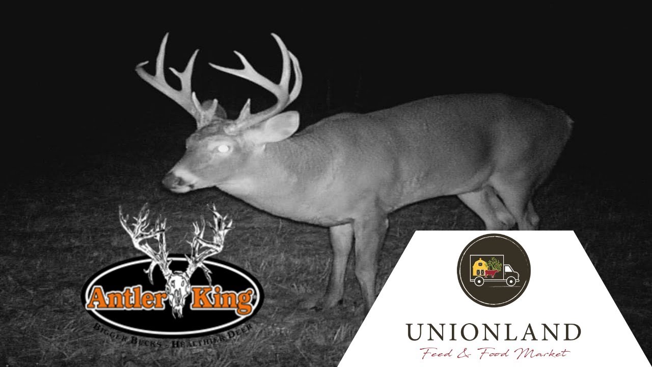 Northern Wisconsin Food Plot (Antler King) YouTube