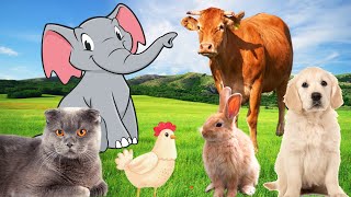 Familiar Animals - Cow, Elephant, Rabbit, Buffalo, Chicken - Animal Sounds by Animal Moments 60,691 views 1 year ago 8 minutes, 39 seconds