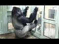 モモタロウの手足にオイルを塗る飼育員さん⭐️ゴリラ Gorilla【京都市動物園】A zookeeper who applies olive oil to the limbs of Momotaro.