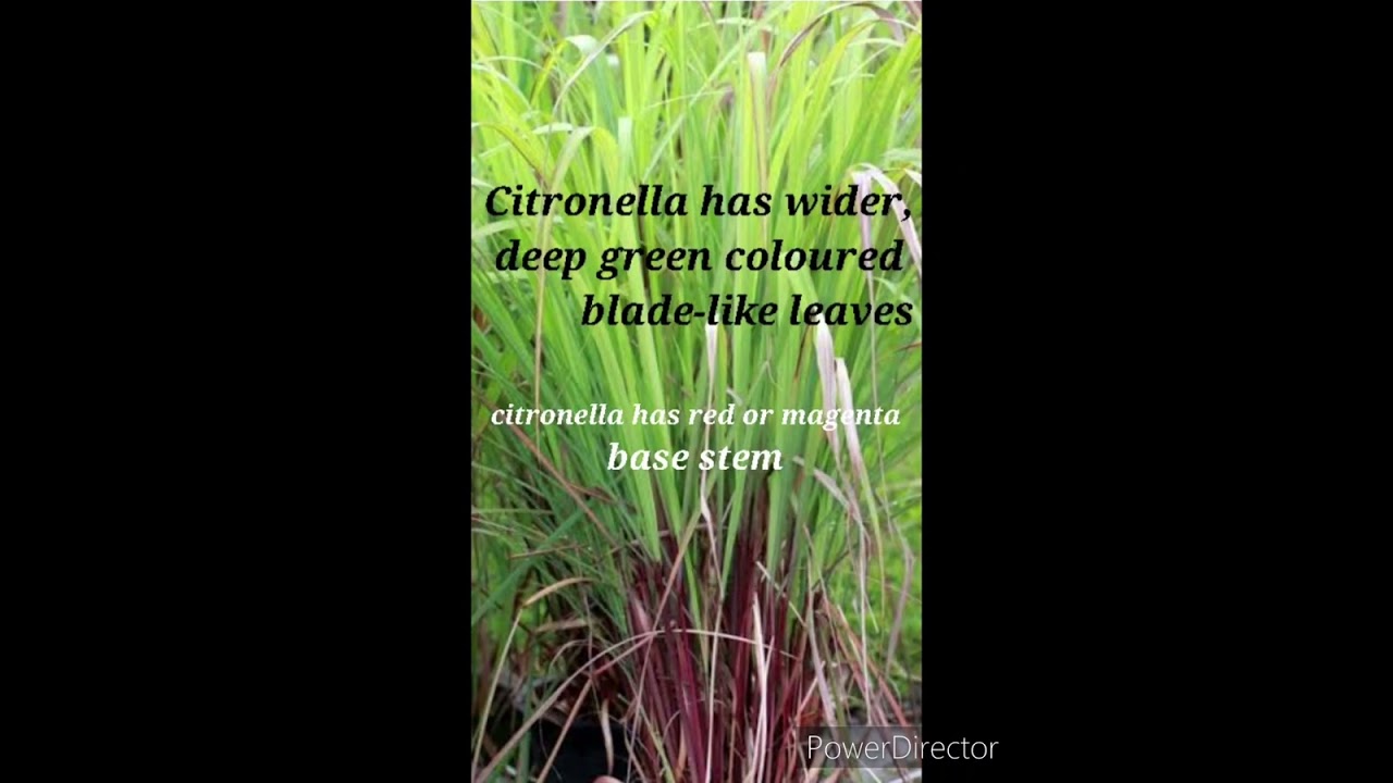 Tips to identify Lemongrass,  Citronella and vetiver
