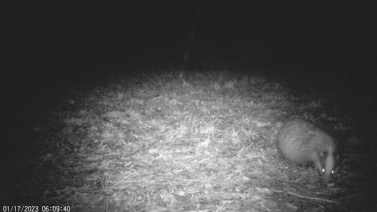 Badger (1) - Wildlife Camera (Denmark) - YouTube