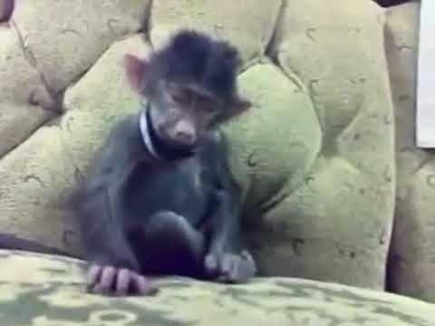 Gülen maymun komik🐒🐒🐒🐒