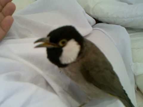 مسجات ونغمات للبلبل الشهير ب نوكيا الاصلي