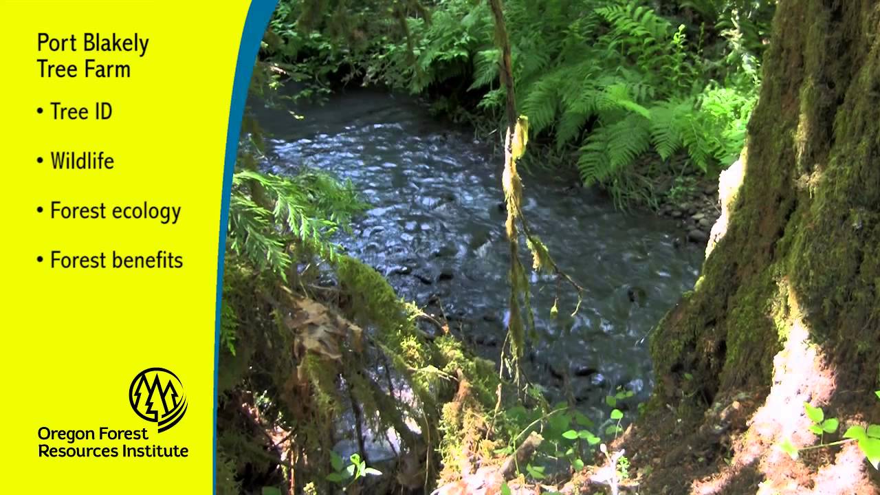 Port Blakely Tree Farms Youtube