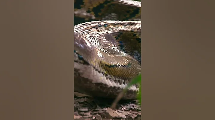 Huge 20’ Reticulated Python in Naples, Florida
