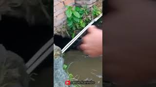 BABI HUTAN MASUK PARIT RUMAH WARGA #short #shorts #shortvideo