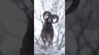 Download Lagu Definitely worth it! (@Giovannini Jonathan) #natureisbeautiful #explore #travel #dontbeafraid MP3