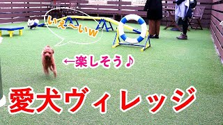 トイプードルと愛犬ヴィレッジに行ったら楽しすぎた！【ドッグラン】