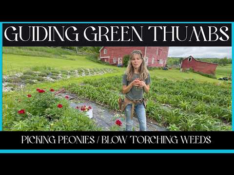 PICKING PEONIES / BLOW TORCHING WEEDS / THE GREAT KITTEN RACE