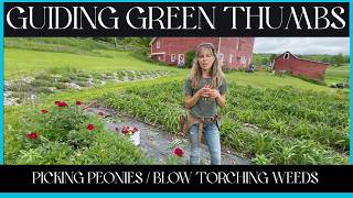 PICKING PEONIES / BLOW TORCHING WEEDS / THE GREAT KITTEN RACE