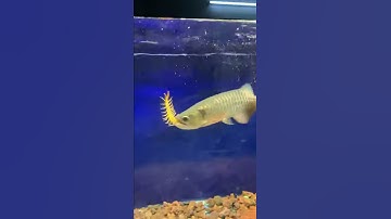 Cá rồng ăn rết!