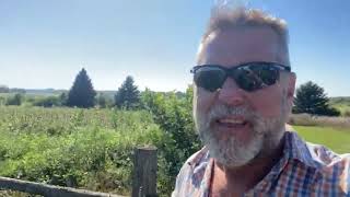 Free pig feed: pigs love weeds