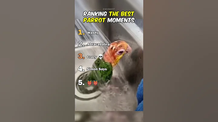 Ranking The Best Parrot Moments