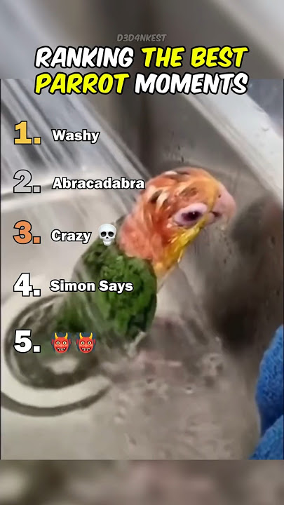 Ranking The Best Parrot Moments