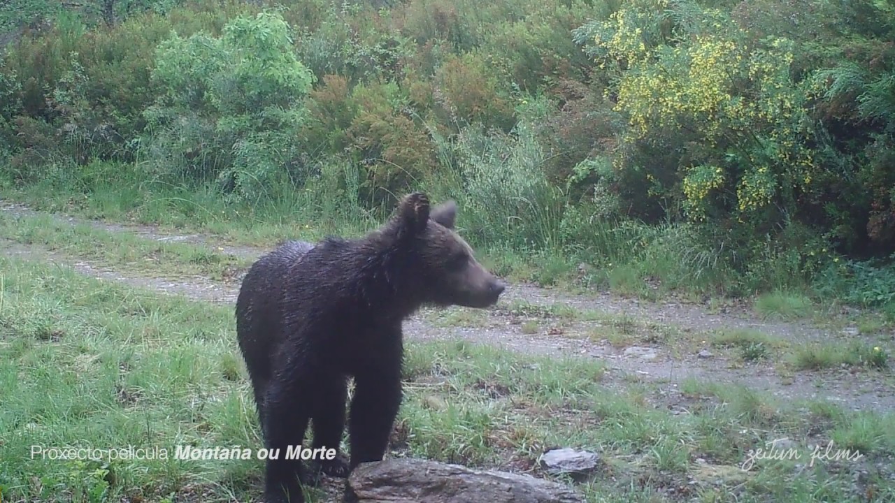 First brown bear sighting in Portugal since c1843