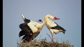 Flight of the Stork - Nature Documentary