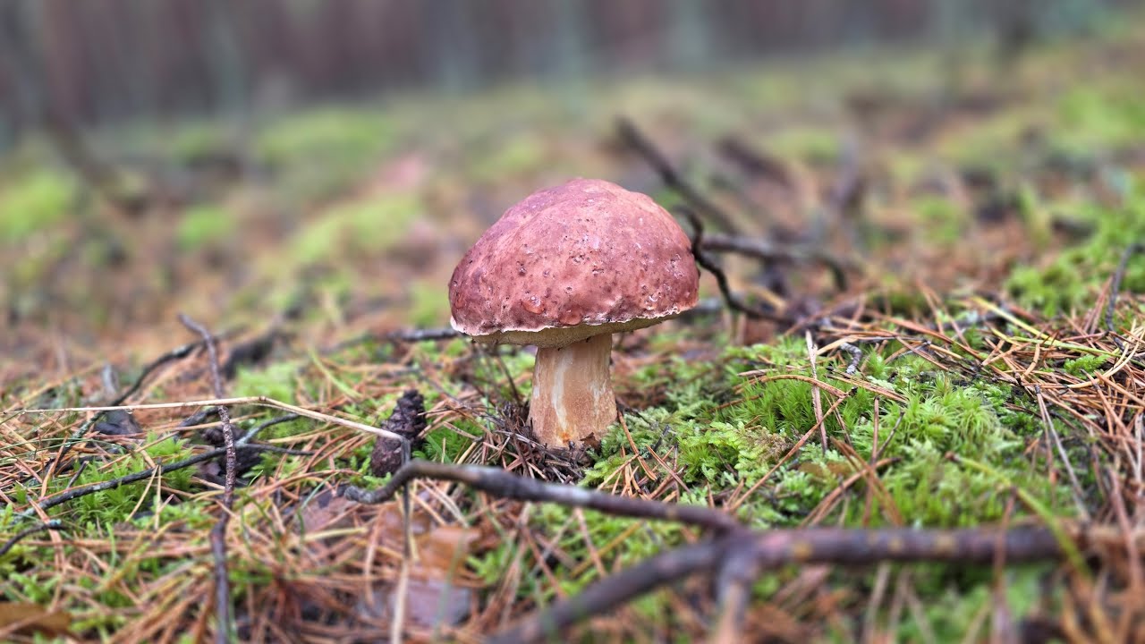 Ładne okazy na pożegnanie sezonu