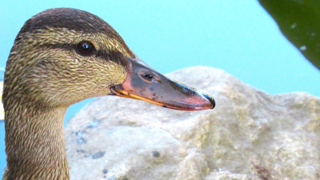 Duck Quacking Tries to Speak with Me - YouTube
