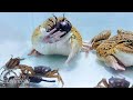 Asian Bullfrog With Many Crabs &amp; Scorpion! Asian Bullfrog Live Feeding