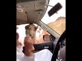 Man scares his friend with a camel part 2