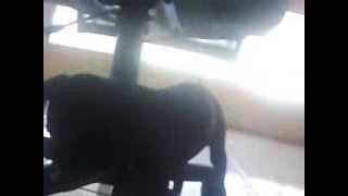 Minha Cachorra Vitória Trelosa