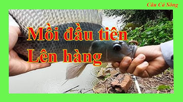 Câu Đài Miền Bắc |Mắc Mồi Giun, Không Ngờ Mồi Đầu Tiên Dính Ngay Rô Phi Khủng