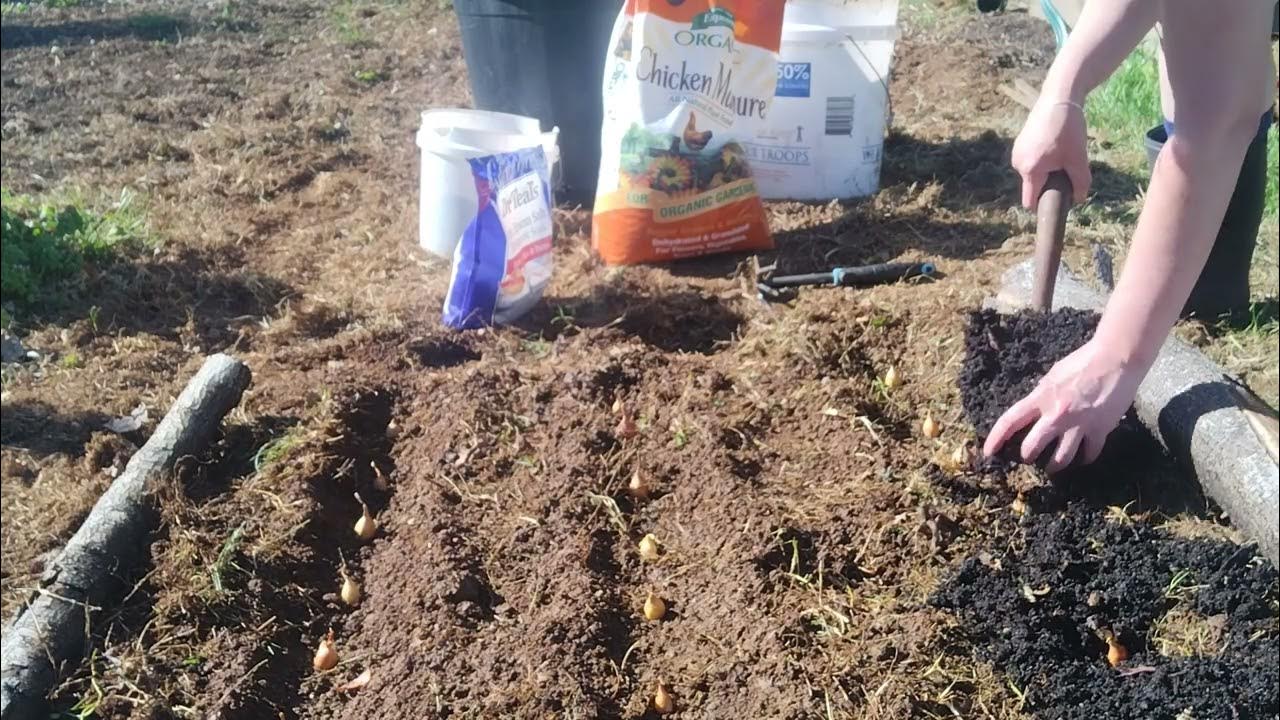 Planting yellow onions zone 7a YouTube