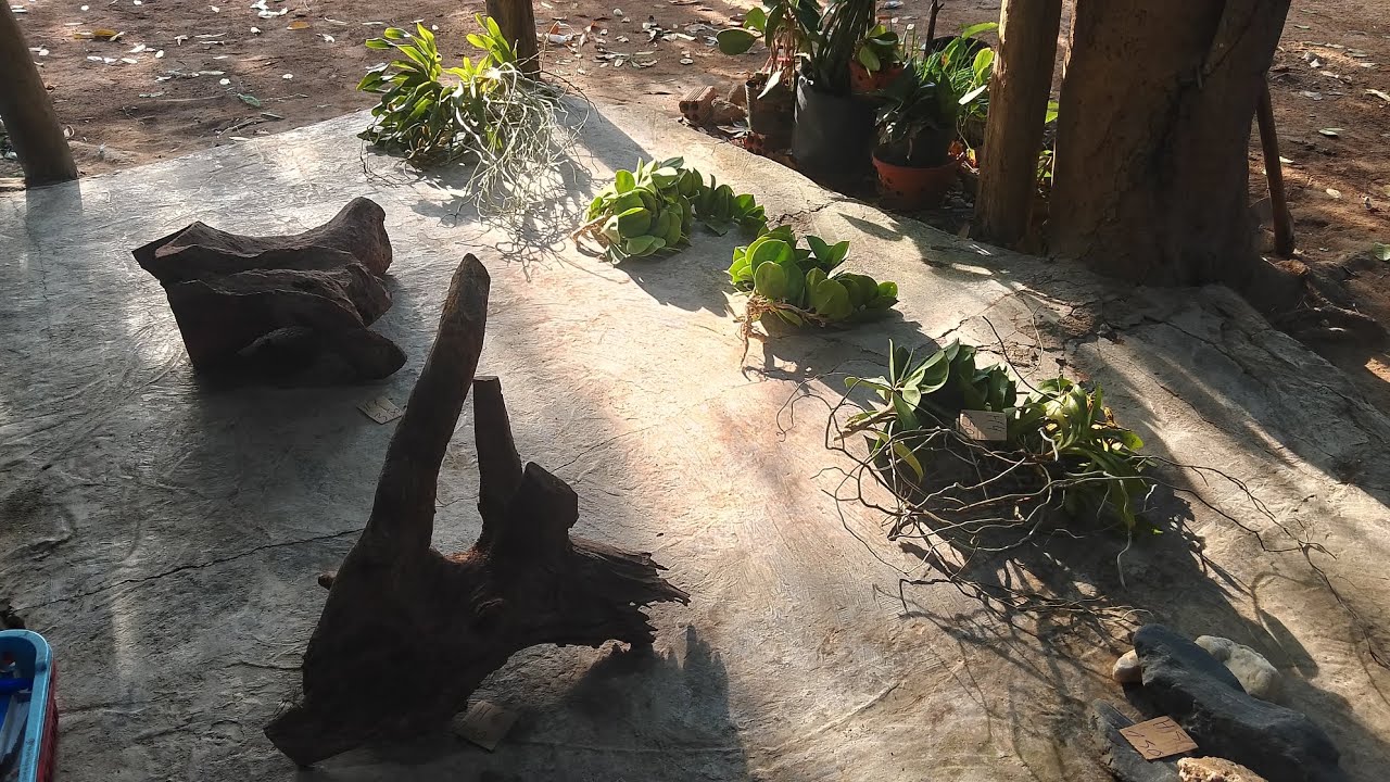 Lan rừng bình thuận 31,1,26,0569351134, hôm nay e có ít hoa lan và lũa 