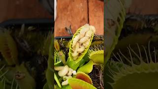 How The Venus Flatrap Goes Into SuicideMode?#shorts